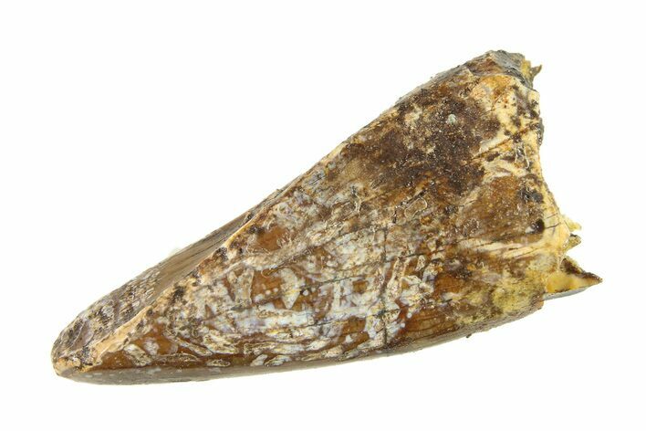 Juvenile Tyrannosaur (Nanotyrannus) Premax Tooth - Montana #338697